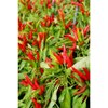 Hachimanya Sogoro Shichimi Chili Peppers Can, 0.5 oz (14 g)