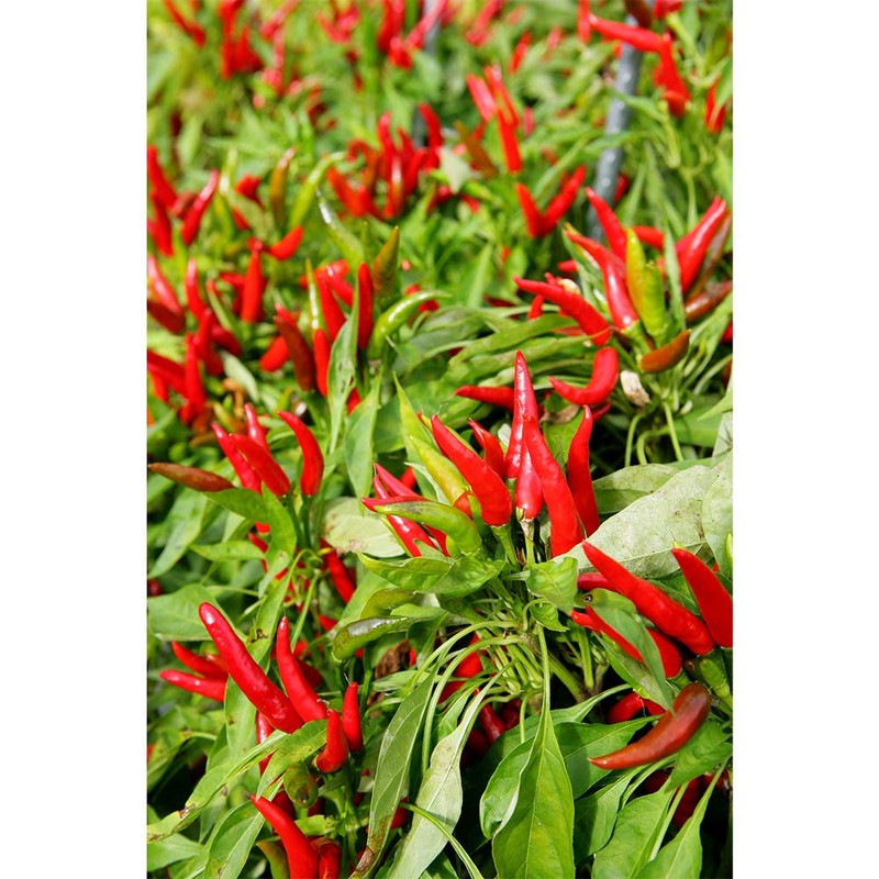 Hachimanya Sogoro Shichimi Chili Peppers Can, 0.5 oz (14 g)