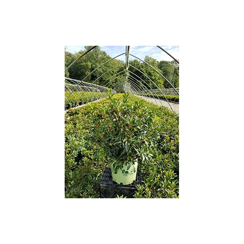 American Beauties Native Plants - Kalmia lat. 'Pink Charm' (Mountain