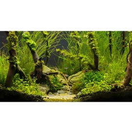 ZatiasMiller Aquarium Background Live Plants Stones and Roots Terrarium Background Jungle Theme Aquarium Backdrop Aquatic Plants Moss Fish Tank Wallpaper Decor Vinyl 24x12in