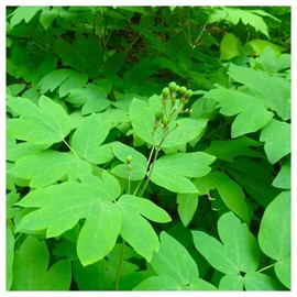 Everwilde Farms - 1/4 Lb Blue Cohosh Native Wildflower Seeds - Gold Vault