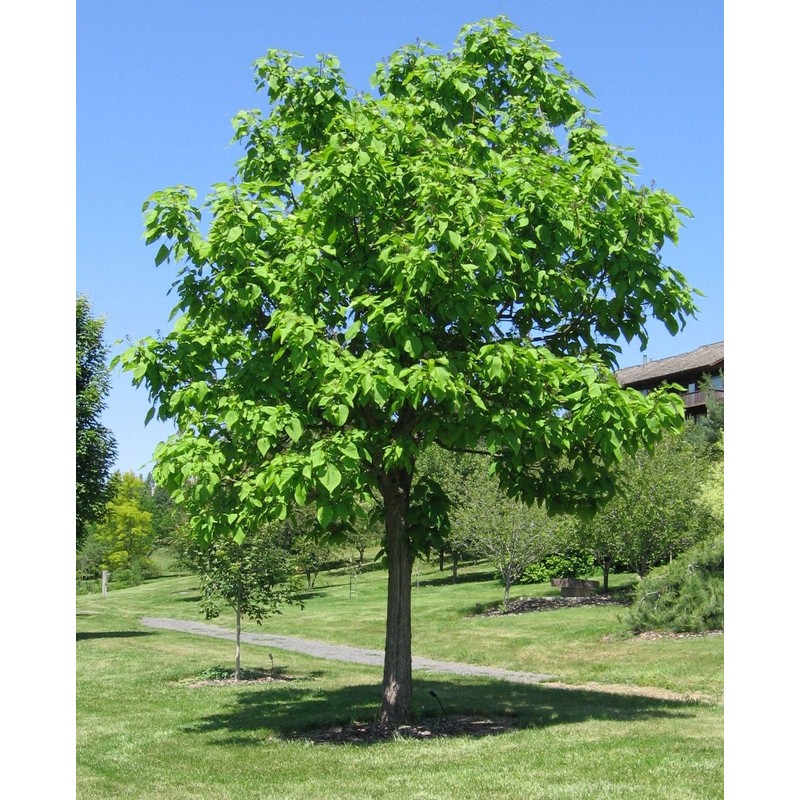 Catalpa (speciosa - North catalapa) Nice Garden Tree by Seed