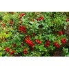 Health Embassy Cowberry Leaf (Vaccinium Vitis-idaea L) (100g)