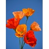 Orange Crepe Paper Poppy Flower DIY Making Kit Home Decoration