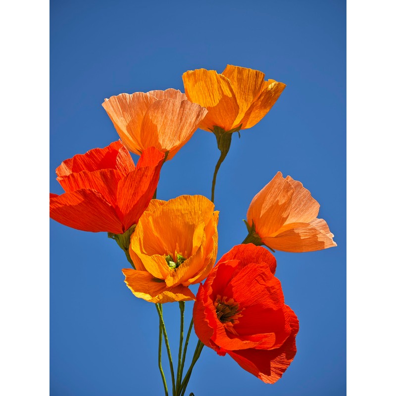 Orange Crepe Paper Poppy Flower DIY Making Kit Home Decoration