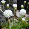 Outsidepride Armeria Alba Ground Cover Seed - 400 Seeds