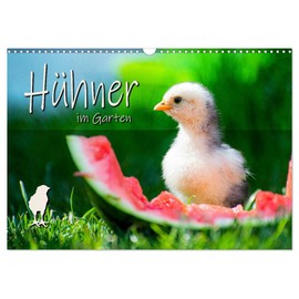Chickens in the Garden Wall Calendar 2025 DIN A3 Landscape CALVENDO Monthly Calendar