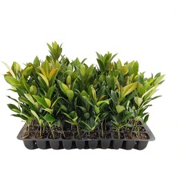 Japanese Blueberry | 20 Live Trees | Elaeocarpus Decipiens | Evergreen Privacy Screening Plant
