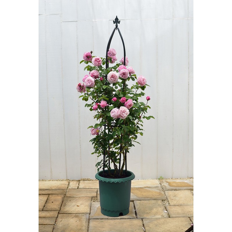 Richell Rose Pot, No. 8, Dark Green