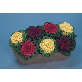 CEMEHA SEEDS - Flowering Kale Fringed Mix Ornamental Cabbage Non GMO Vegetable for Planting