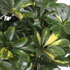 Umbrella Tree Gold Capella | 1 Extra Large Trade 3
