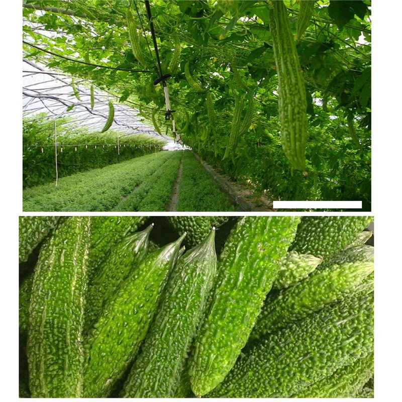 [LENITH] Oherb Bitter Melon Tea in Triangle Tea Bag 25g