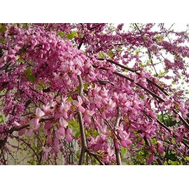 Cercis siliquastrum: Judas Tree Seeds