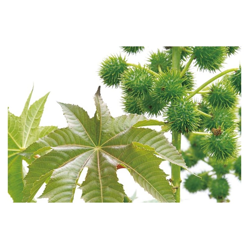 Eschlun 1 Cold Pressing Method, Castor Oil, 16.9 fl oz