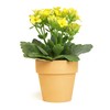 Kalanchoe Plant Succulents Plants Live Houseplants, Live Succulents Live House