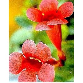 Trumpet Vine 15 Seeds - Campsis radicans
