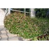 Abelia Grandiflora Edward Goucher | 1 Large Gallon Size Plant