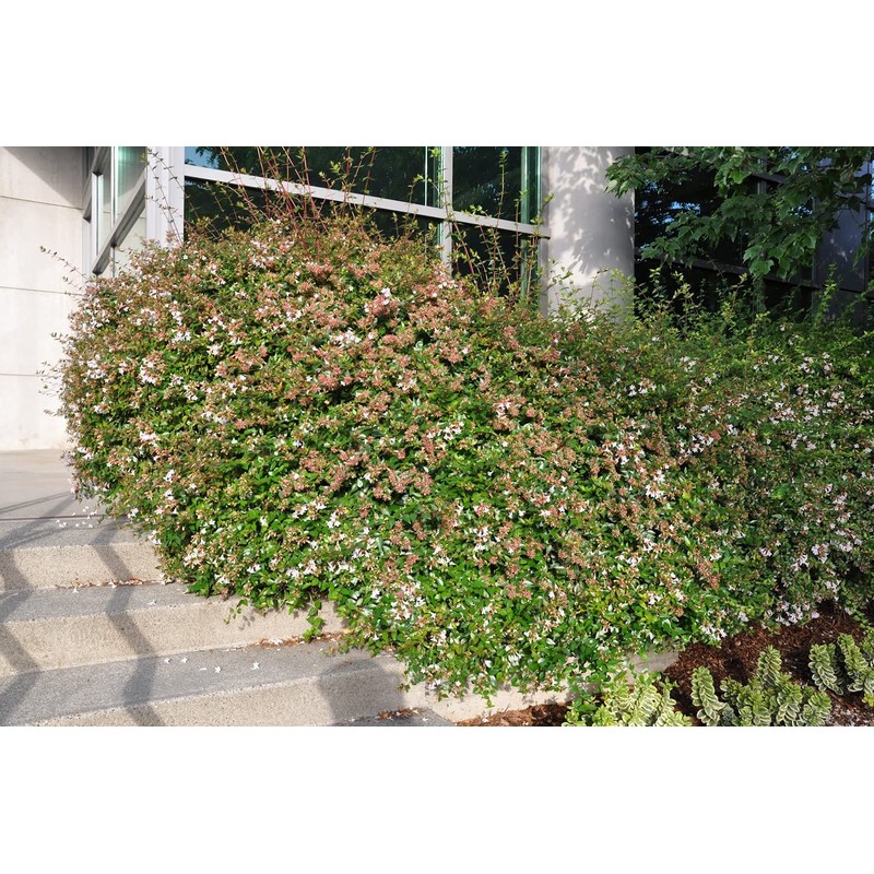Abelia Grandiflora Edward Goucher | 1 Large Gallon Size Plant