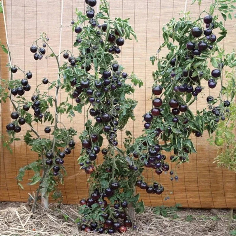 ZEshops 100pcs European Black Cherry Tomato Seeds - Heirloom, Non-GMO,