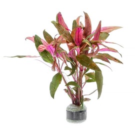 SubstrateSource Live Aquarium Red Stem Plants - Freshwater Aquatic Plant for Fish Tanks, Aquascaping - (Alternanthera Reineckii, 4 Bunches)