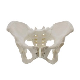 Pvczool Life-Size Female Pelvis Model, Hip Model - Female Anatomy Model, Hip Bone Pelvis Model Female Anatomical Model