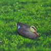 Ausla Simulation Duck Bait Floating Garden Pool Decoration 26*11.5cm for