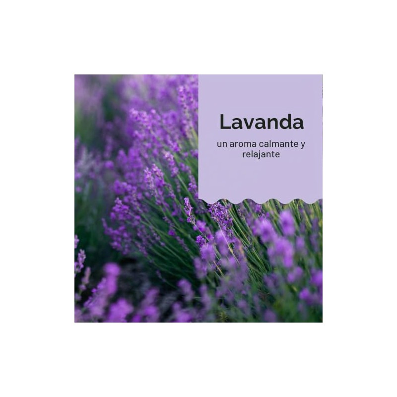 Honest Shampoo & Body Wash, Ultra Calming Dreamy Lavender, 10