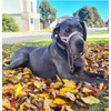 Big Dog Styles Head Collar. Made in UK for Large