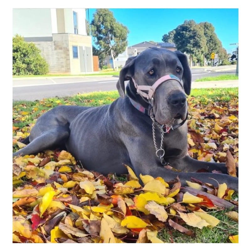 Big Dog Styles Head Collar. Made in UK for Large