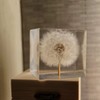 DESHINTKE Cube Dandelion Specimen Paperweight with Wood Box, 2 inch
