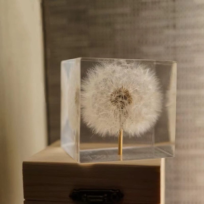 DESHINTKE Cube Dandelion Specimen Paperweight with Wood Box, 2 inch