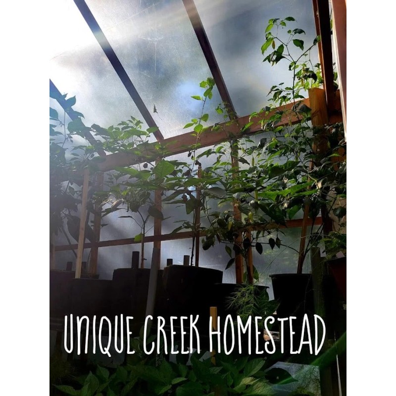 THAI HOT Chili Pepper Seeds Organically Grown Unique Creek Homestead