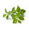 Nature Tea Oregano - Origanum vulgare Loose Leaf C/S (8