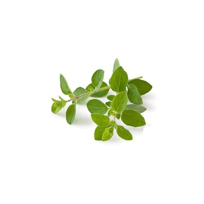 Nature Tea Oregano - Origanum vulgare Loose Leaf C/S (8