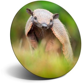 Destination Vinyl ltd Magnet for Refrigerator, Fridge - Cute Baby Armadillo Animal for Office, Cabinet and Whiteboard, Magnetic Stickers, 3052