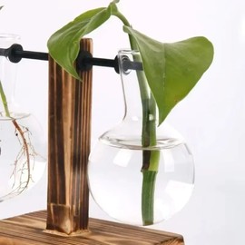 Wood and Glass Plant Propagation Stand for Indoor Cuttings – Two Bulb Vases with Decorative Desktop Display