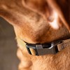 Carhartt Carhartt Fully Adjustable Nylon Webbing Collars for Dogs, Reflective