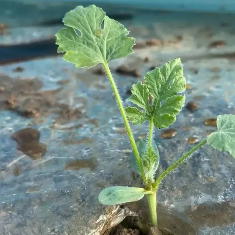 ATLAS Watermelon -Stripped Sweetie