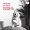 Royal Canin Probiotics for Cats Digestive and Immune Health Powder