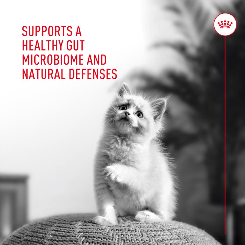 Royal Canin Probiotics for Cats Digestive and Immune Health Powder