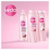 Shampoo Sedal Hidratación Anti-Nudos 620 ml