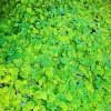 Red Root Floaters Live Aquarium Floating Plant YOU RECEIVE 10