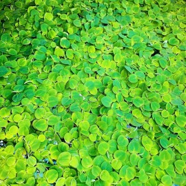 Red Root Floaters Live Aquarium Floating Plant YOU RECEIVE 10 PLANTS