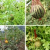 100 Pieces Melon Hammocks Melon Nets Bags, Reusable Cantaloupes Mesh