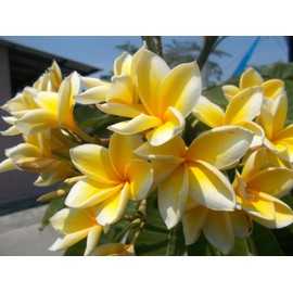 Yellow Tropical Hawaiian Plumeria Slip Houseplant