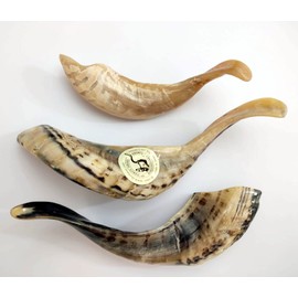 New Shofarot israel Judaica Oil Anointing Rams Horn From the Holy Land, one item at order