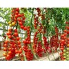 KIRA SEEDS - Vine Tomato - Giant - Heirloom Vegetable