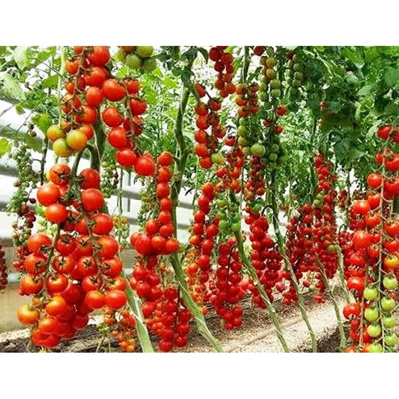 KIRA SEEDS - Vine Tomato - Giant - Heirloom Vegetable