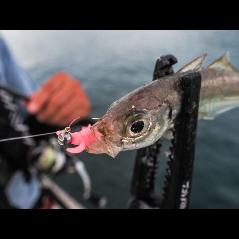 DAIWA Worm Breaking Beam 1.3 Cherry Blossom Dot Glow