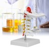1:1 Human Cervical Vertebra Arteria Spine Spinal Nerves Anatomical Model